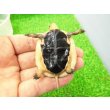 画像5: 美！　タイワンセマルハコガメ　　約４.５cm　１ (5)