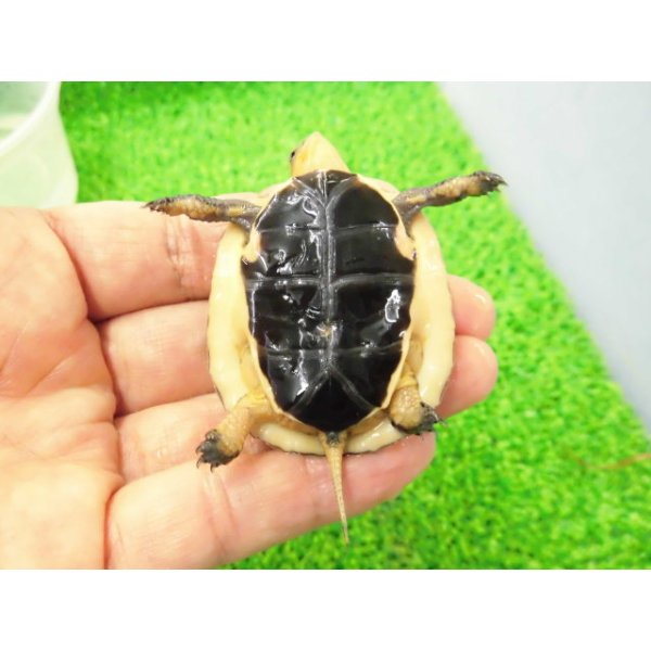 画像5: 美！　タイワンセマルハコガメ　　約４.５cm　１ (5)
