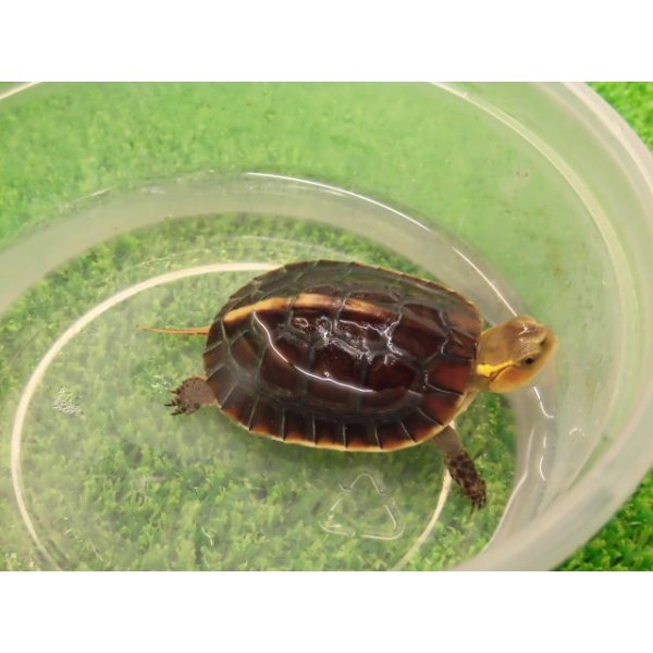 画像8: 美！　タイワンセマルハコガメ　　約４.５cm　１ (8)