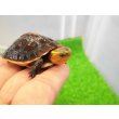 画像3: 美！　タイワンセマルハコガメ　　約４.５cm　１ (3)