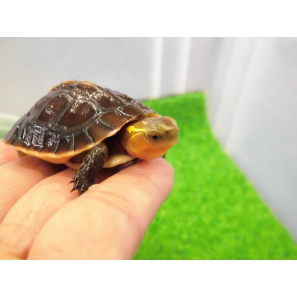画像3: 美！　タイワンセマルハコガメ　　約４.５cm　１ (3)