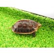 画像7: 美！　タイワンセマルハコガメ　　約４.５cm　１ (7)