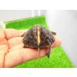 画像4: 美！　タイワンセマルハコガメ　　約４.５cm　１ (4)
