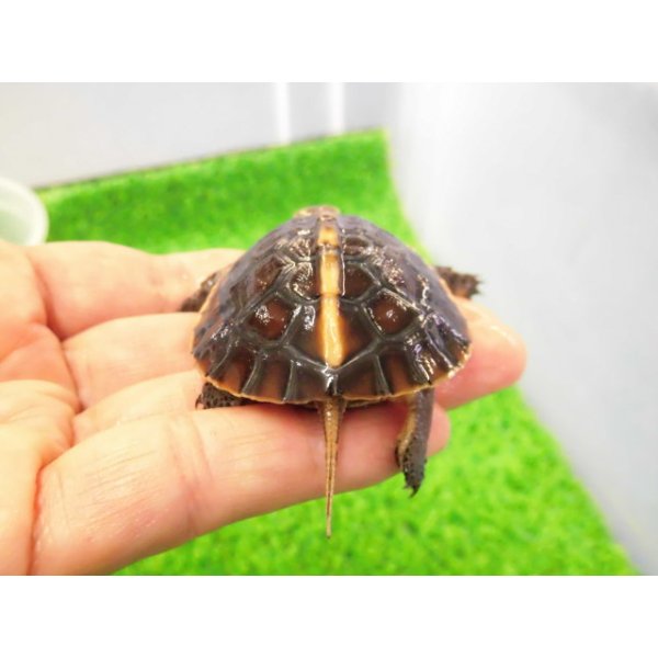 画像4: 美！　タイワンセマルハコガメ　　約４.５cm　１ (4)