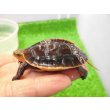 画像2: 美！　タイワンセマルハコガメ　　約４.５cm　１ (2)