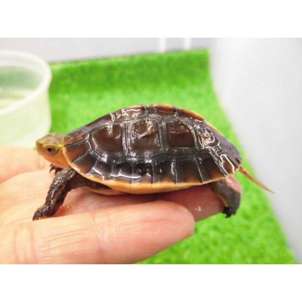 画像2: 美！　タイワンセマルハコガメ　　約４.５cm　１ (2)