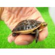 画像1: 美！　タイワンセマルハコガメ　　約４.５cm　１ (1)