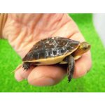 画像: 美！　タイワンセマルハコガメ　　約４.５cm　１