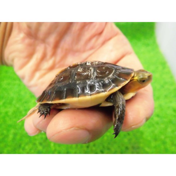 画像1: 美！　タイワンセマルハコガメ　　約４.５cm　１ (1)