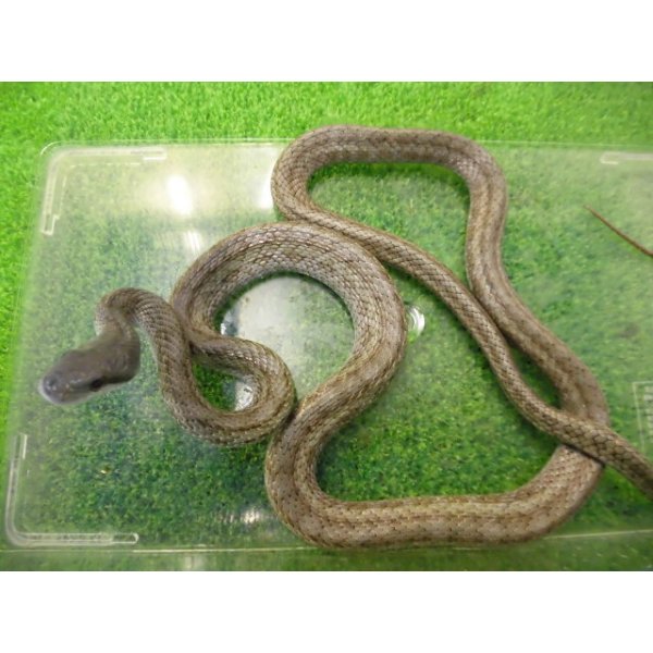 画像3: 美！　アオダイショウ（福井県産）　約１００cm♂　１ (3)