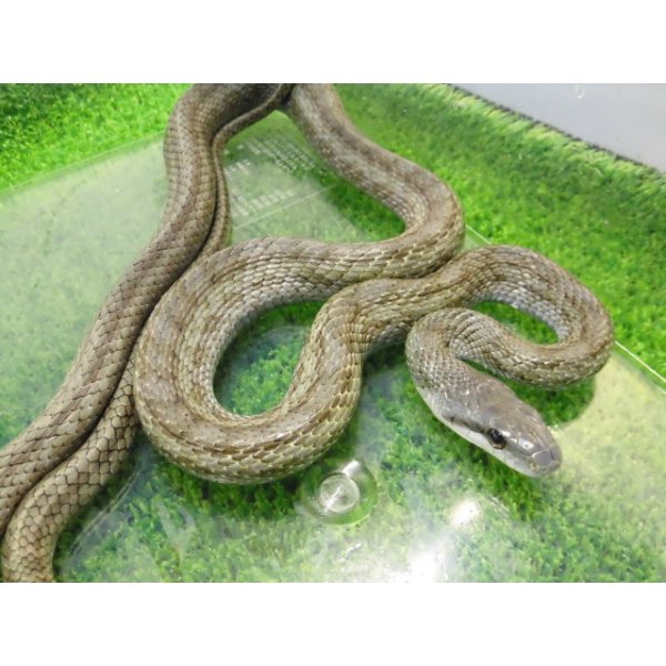 画像5: 美！　アオダイショウ（福井県産）　約１００cm♂　１ (5)