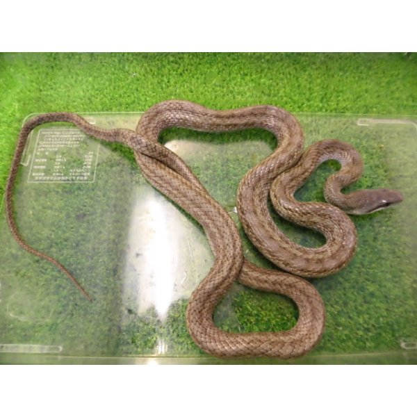 画像2: 美！　アオダイショウ（福井県産）　約１００cm♂　１ (2)