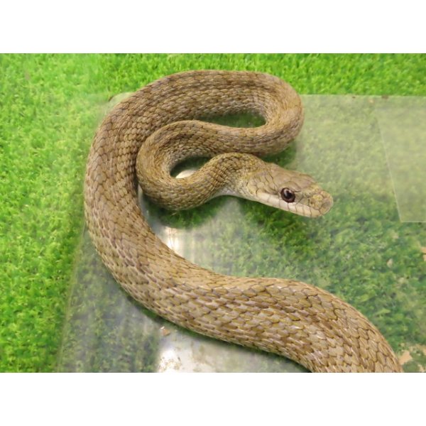 画像1: 美！　アオダイショウ（福井県産）　約１００cm♀　３ (1)