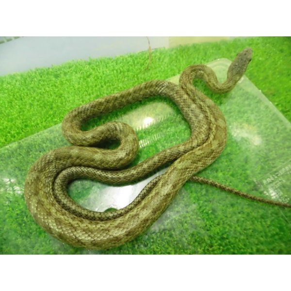 画像5: 美！　アオダイショウ（福井県産）　約７０cm♂　２ (5)