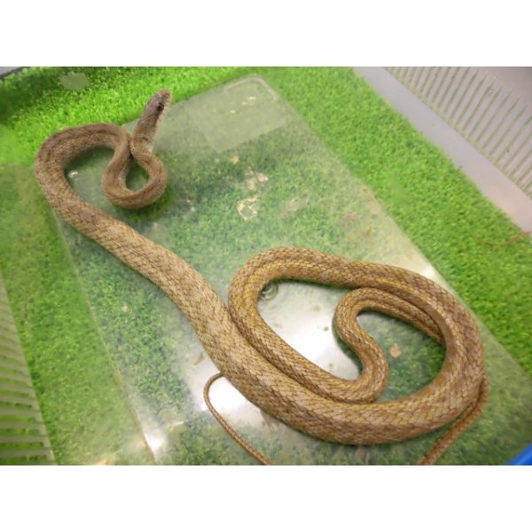 画像5: 美！　アオダイショウ（福井県産）　約１００cm♀　３ (5)