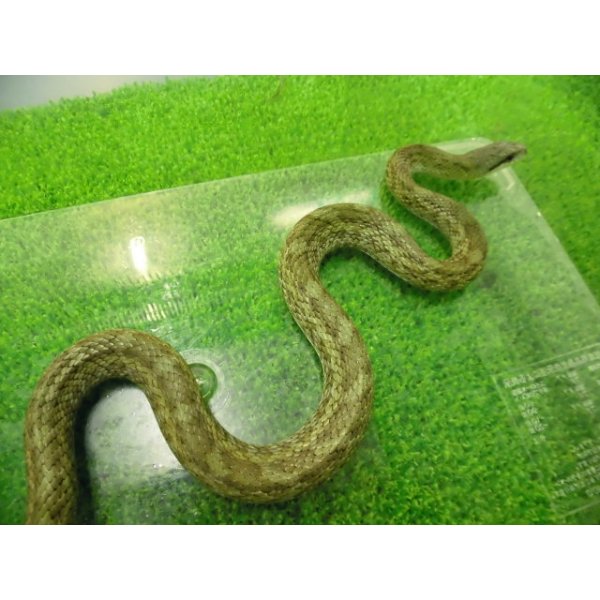 画像3: 美！　アオダイショウ（福井県産）　約７０cm♂　２ (3)