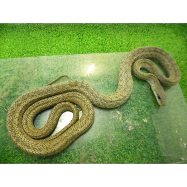 画像3: 美！　アオダイショウ（福井県産）　約１００cm♀　３ (3)