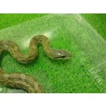 画像: 美！　アオダイショウ（福井県産）　約７０cm♂　２