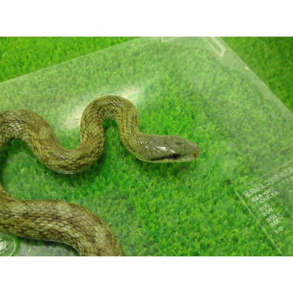 画像1: 美！　アオダイショウ（福井県産）　約７０cm♂　２ (1)