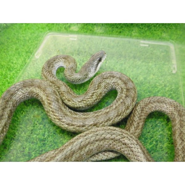 画像4: 美！　アオダイショウ（福井県産）　約１００cm♂　１ (4)