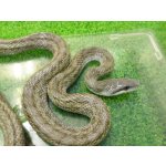 画像: 美！　アオダイショウ（福井県産）　約１００cm♂　１