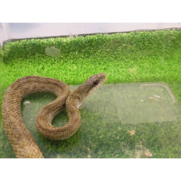 画像4: 美！　アオダイショウ（福井県産）　約１００cm♀　３ (4)