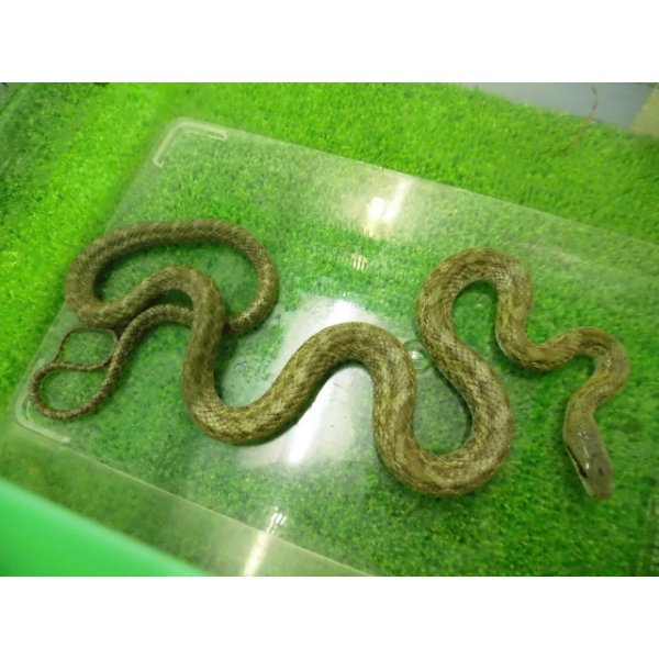 画像2: 美！　アオダイショウ（福井県産）　約７０cm♂　２ (2)