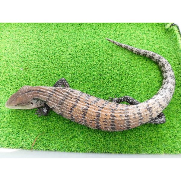 画像6: 美！　ハルマヘラアオジタトカゲ　約５０cm　A (6)