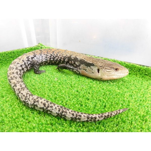 画像4: 美！　ハルマヘラアオジタトカゲ　約５０cm　A (4)