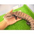 画像2: 美！　ハルマヘラアオジタトカゲ　約５０cm　A (2)