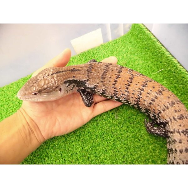 画像2: 美！　ハルマヘラアオジタトカゲ　約５０cm　A (2)