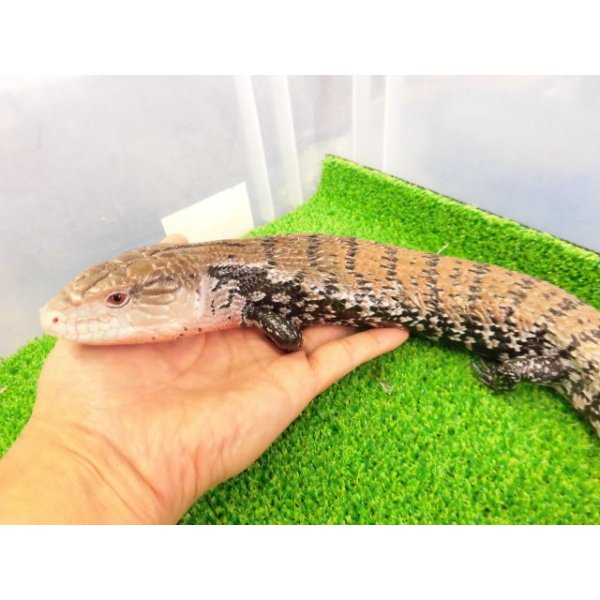 画像1: 美！　ハルマヘラアオジタトカゲ　約５０cm　A (1)