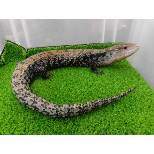 画像8: 美！　ハルマヘラアオジタトカゲ　約５０cm　A (8)