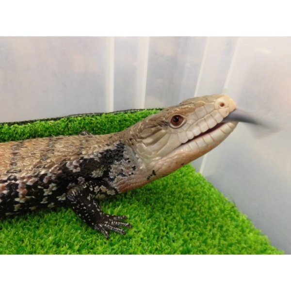 画像7: 美！　ハルマヘラアオジタトカゲ　約５０cm　A (7)