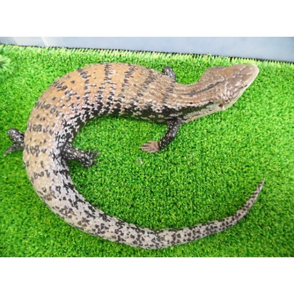 画像3: 美！　ハルマヘラアオジタトカゲ　約５０cm　A (3)