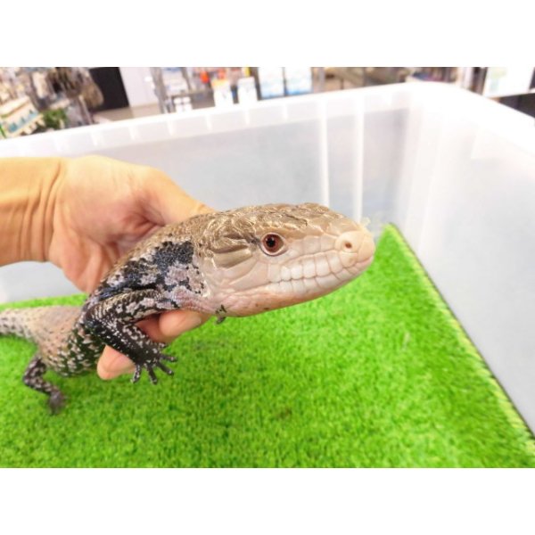 画像5: 美！　ハルマヘラアオジタトカゲ　約５０cm　A (5)