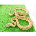 画像: 美！　カーペットパイソン（キャラメルゼブラジャガー）　約９０cm♀　１