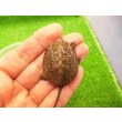 画像1: 美！　ニホンイシガメ（セレクト個体）　約４cm　１ (1)