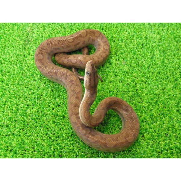 画像5: 美！　コロンビアレインボーボアCB　約６０cm♂　２ (5)