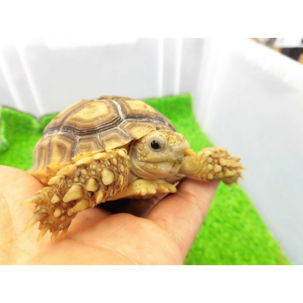 画像3: 美！　ケヅメリクガメＣＢ　　約６.５ｃｍ　３ (3)