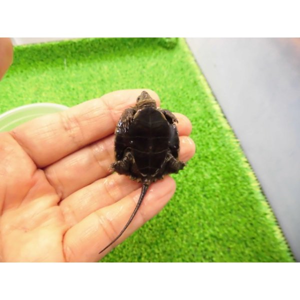 画像4: 美！　ニホンイシガメ（セレクト個体）　約４cm　１ (4)