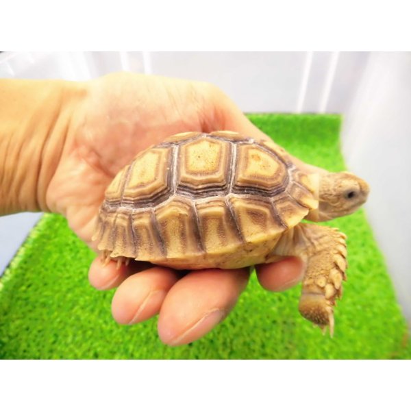 画像2: 美！　ケヅメリクガメＣＢ　　約６.５ｃｍ　３ (2)