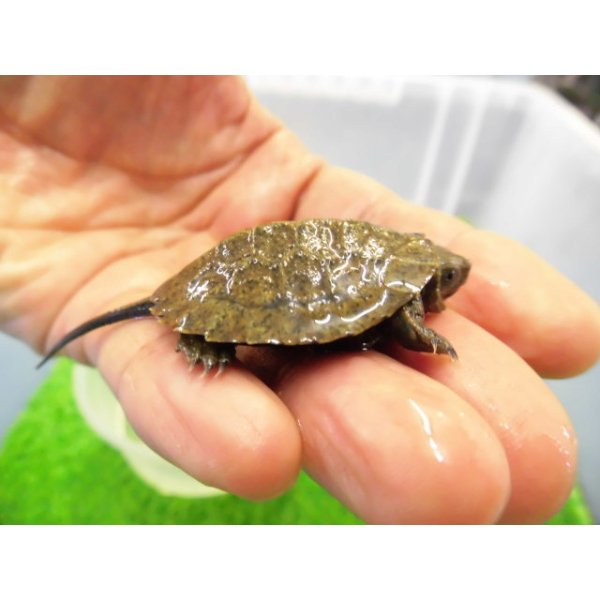 画像2: 美！　ニホンイシガメ（セレクト個体）　約４cm　１ (2)