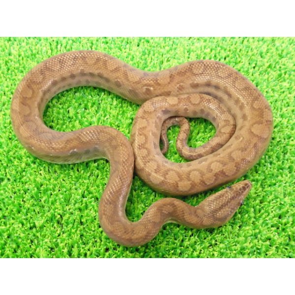 画像2: 美！　コロンビアレインボーボアCB　約６０cm♂　２ (2)