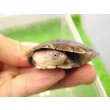 画像3: 美！　アフリカヌマヨコクビガメ　約５.５cm　１ (3)