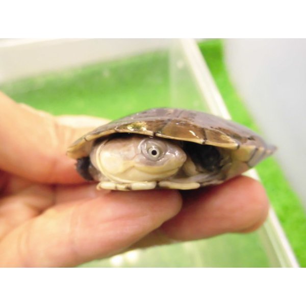 画像3: 美！　アフリカヌマヨコクビガメ　約５.５cm　１ (3)