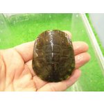 画像: 美！　アフリカヌマヨコクビガメ　約５.５cm　１