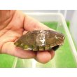 画像2: 美！　アフリカヌマヨコクビガメ　約５.５cm　１ (2)