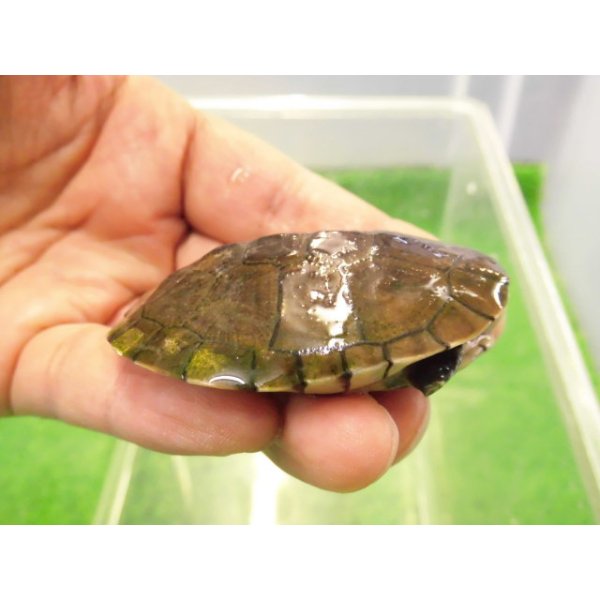 画像2: 美！　アフリカヌマヨコクビガメ　約５.５cm　１ (2)