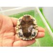 画像4: 美！　アフリカヌマヨコクビガメ　約５.５cm　１ (4)